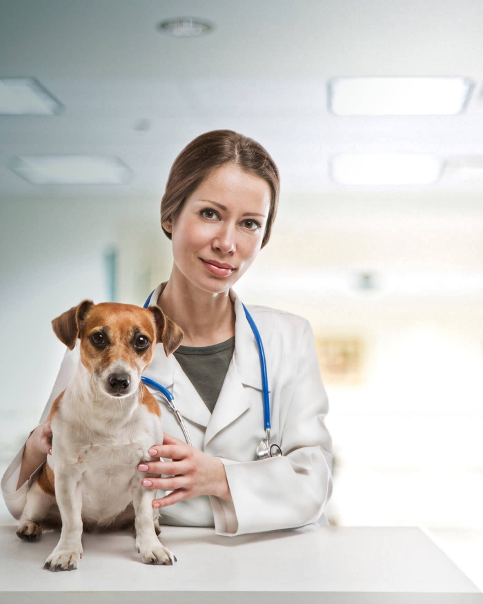 Accelerate diagnosis and treatment with veterinary diagnostic testing at point of care