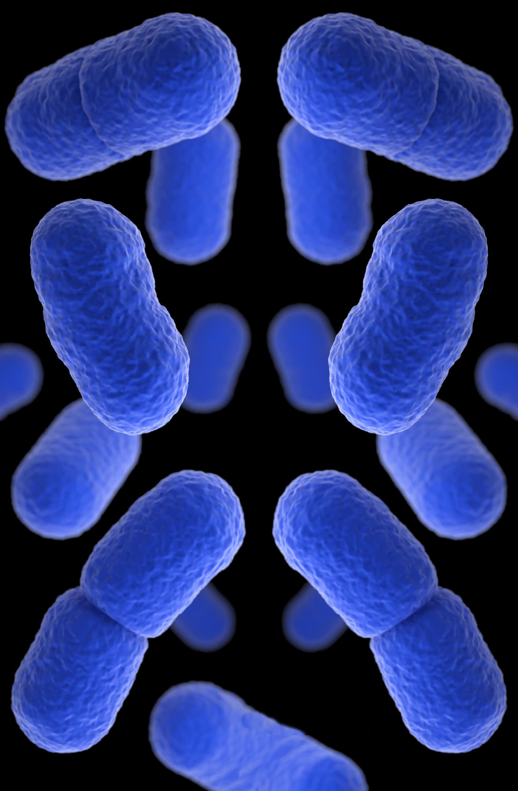 Listeria monocytogenes organism