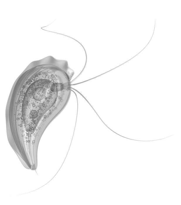 trichomonas vaginalis organism