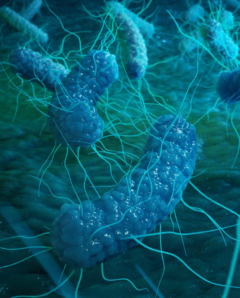E. coli organism