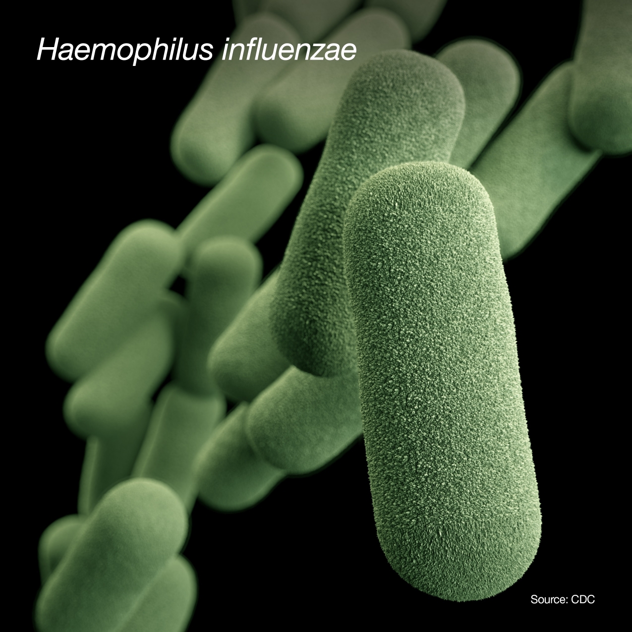 Haemophilus Influenzae organism